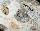 Large Hubbard Basin Petrified Wood Slab - x #16857-1
